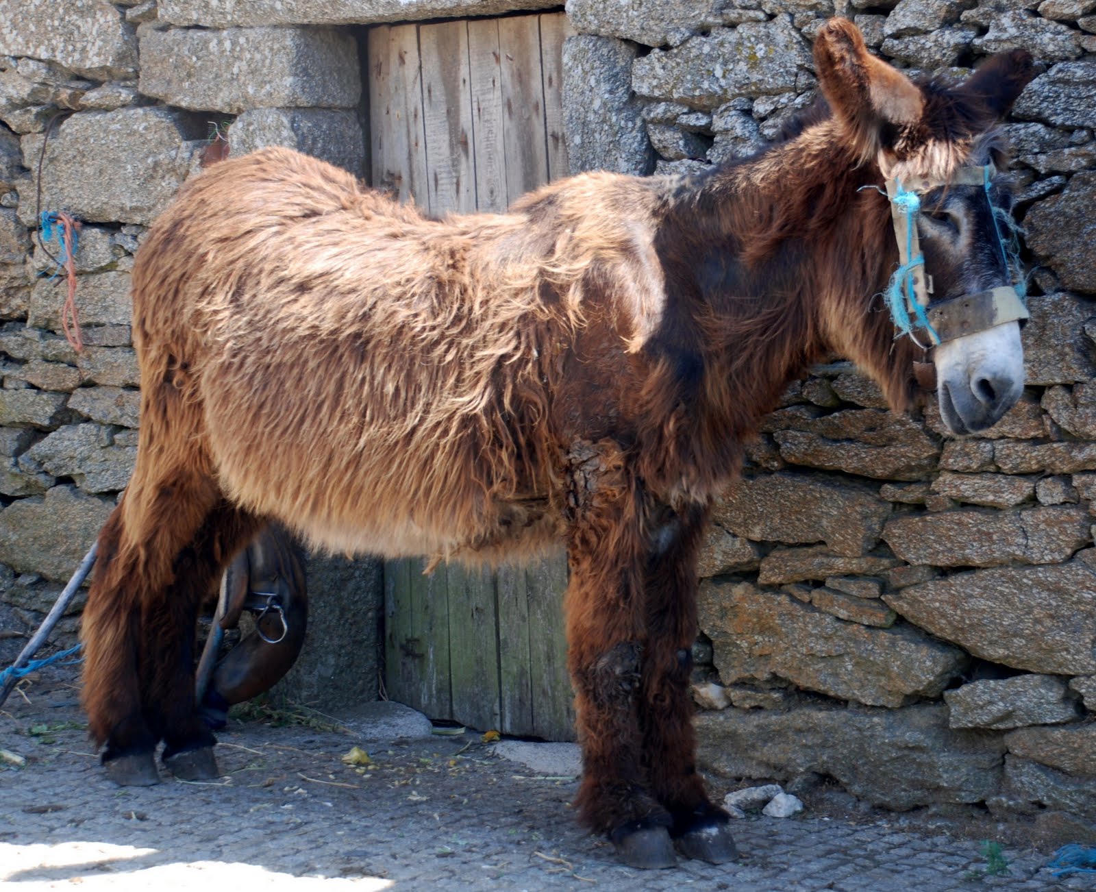 Majora reedita clássico jogo de cartas Burro Preto para salvar o Burro  Mirandês – NiT