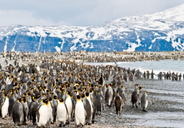 Déjà vu. Maior icebergue do mundo soltou-se e anda à deriva pelas águas da Antártida