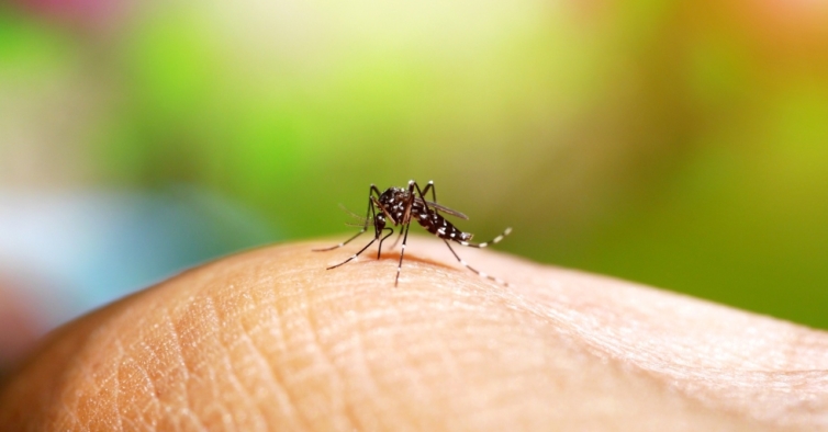 Já morreram 9 pessoas em Timor por causa de um surto de dengue