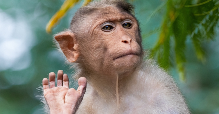 Varíola dos macacos: Itália, Suécia e Estados Unidos também já têm casos confirmados