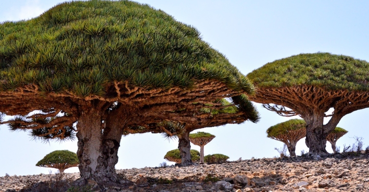 Socotra: a fabulosa ilha extraterrestre do Iémen já abriu ao turismo
