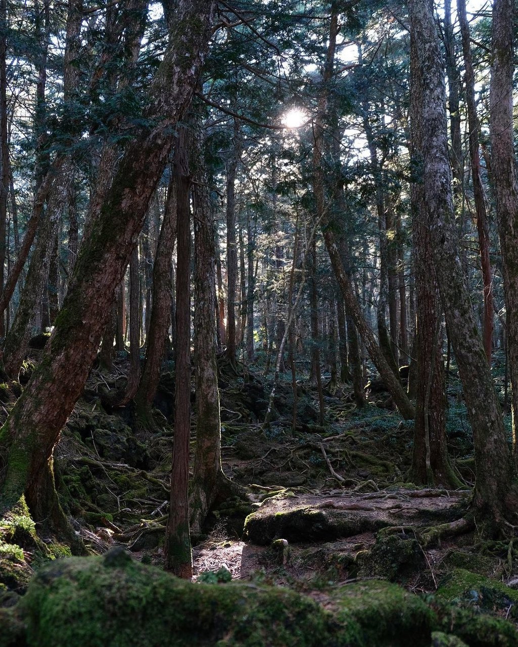 Conheça o bosque no Japão para caçar pokémons 'de verdade' na natureza