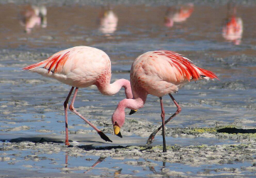 Pegue nos miúdos e leve-os a uma inesquecível caminhada onde podem ver flamingos