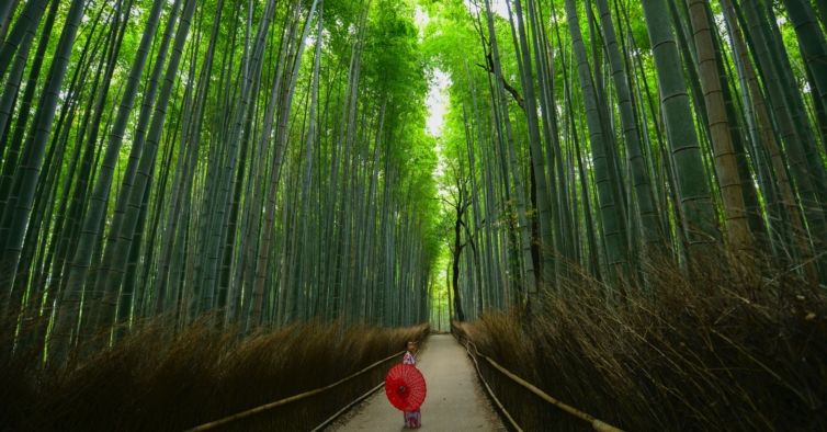 Esta incrível floresta tem árvores de bambu que chegam aos 10 metros de altura