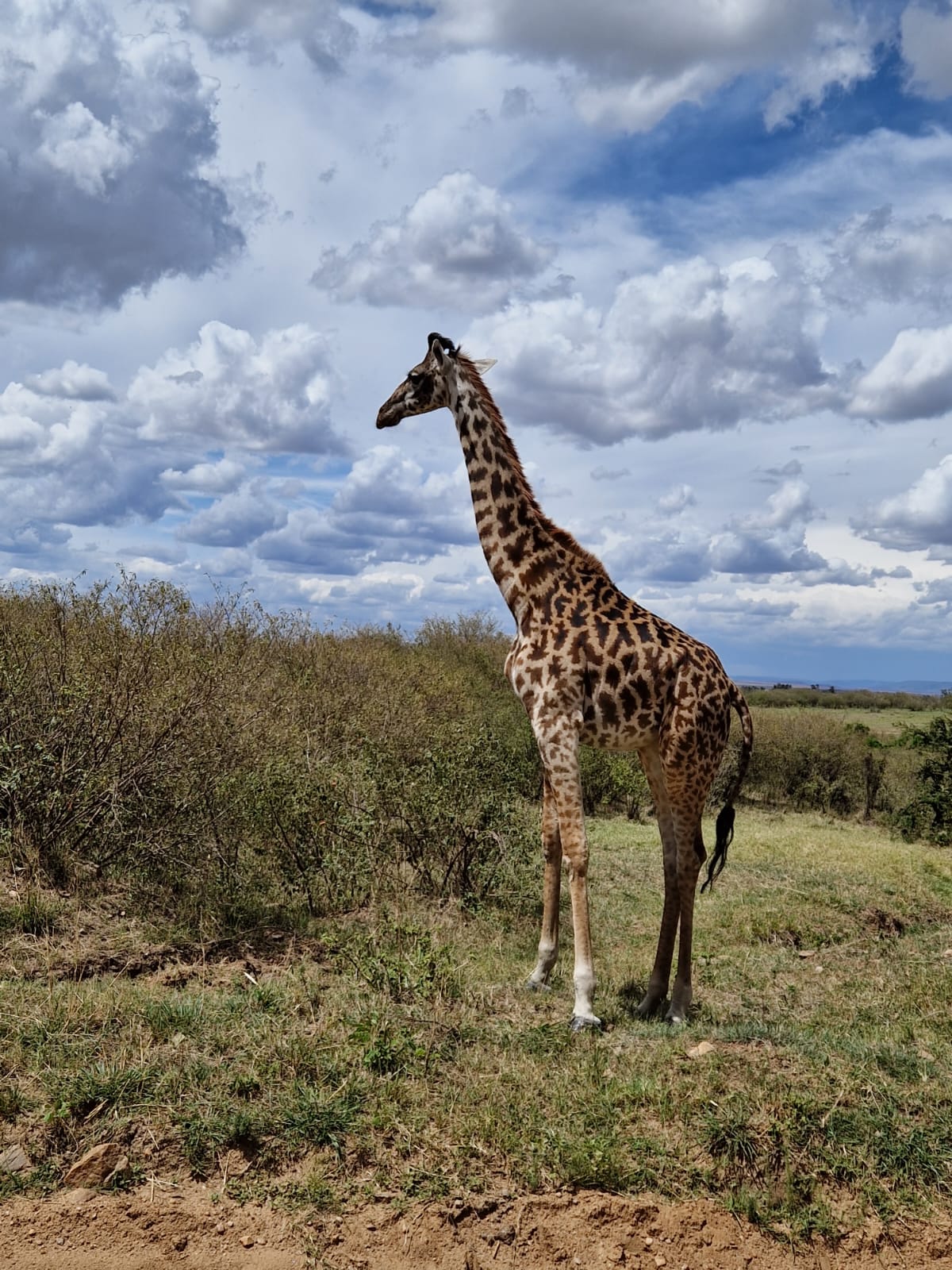 Fiz um safari no Quénia e sobrevivi (pormenores: sou vegetariana e odeio caçadas)
