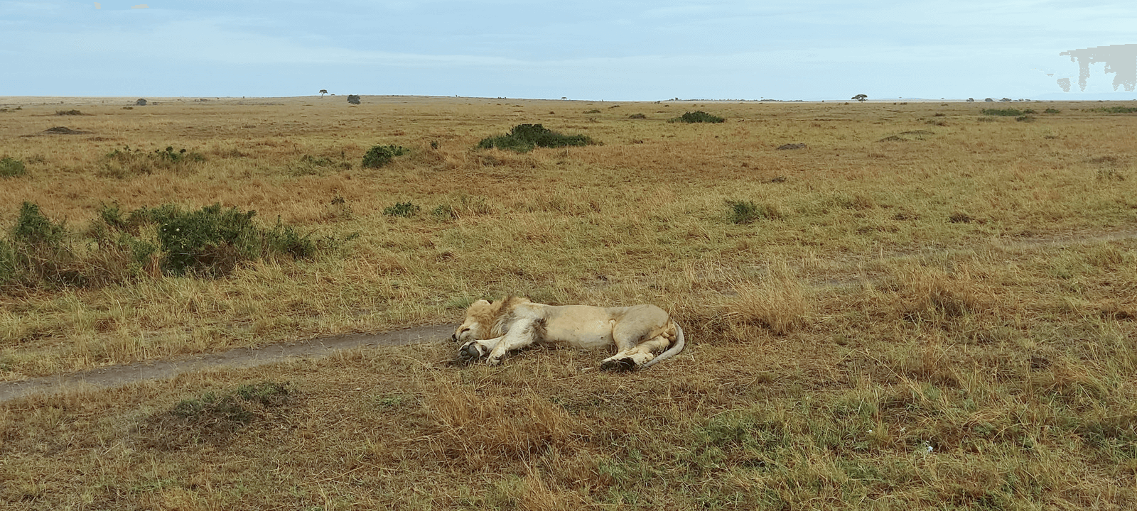 Fiz um safari no Quénia e sobrevivi (pormenores: sou vegetariana e odeio caçadas)