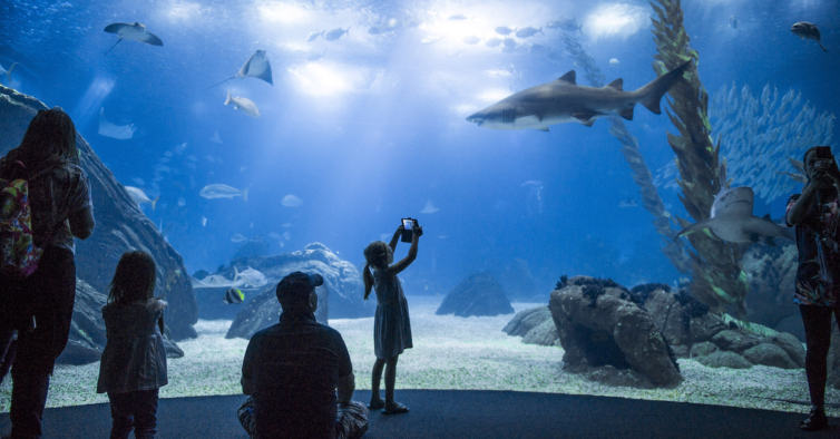 Boas notícias: em junho, os miúdos não pagam bilhete no Oceanário de Lisboa