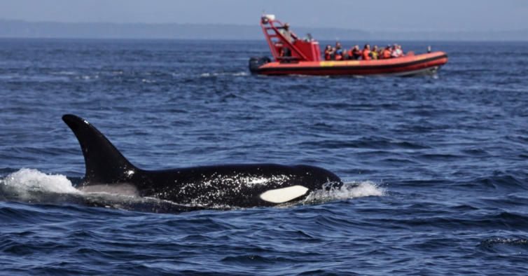 Ataques de orcas a barcos na costa portuguesa continuam — e já fazem notícia nos EUA