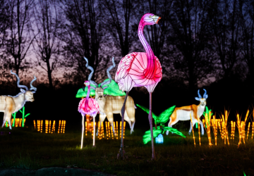 Luzes selvagens voltam a encher o Zoo Santo Inácio de figuras iluminadas