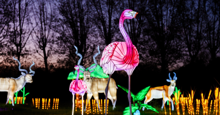Luzes selvagens voltam a encher o Zoo Santo Inácio de figuras iluminadas