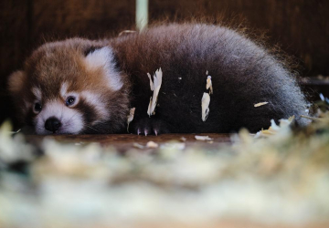 Zoo de Lisboa apresenta nova cria de panda mais ameaçado do mundo. E vai ter festa