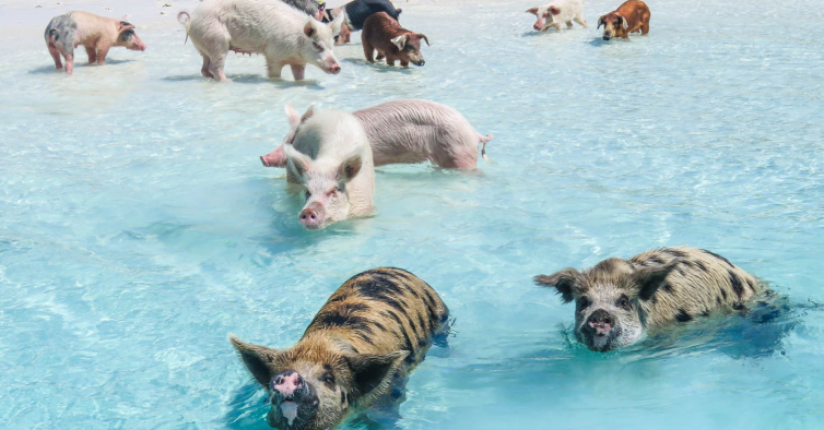 Chama-se Pig Beach
