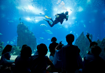 Caça aos ovos e passeios de teleférico. Vão ser assim as férias da Páscoa no Oceanário