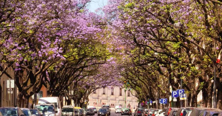 Petição contra abate de jacarandás em Lisboa já tem quase 40 mil assinaturas