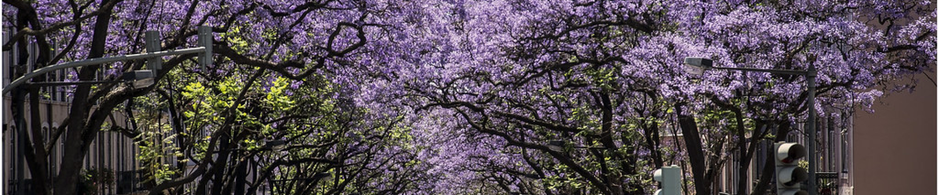 jacarandás