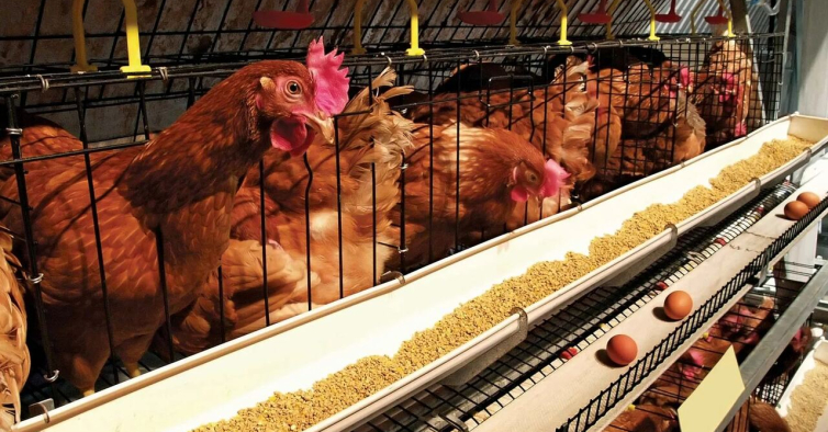 Lusiaves perde selo de bem-estar animal após denúncia com imagens chocantes