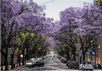 Jacarandás de Lisboa inspiram nova água de colónia de marca portuguesa centenária