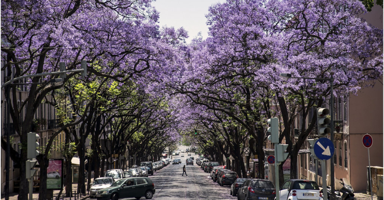 Jacarandás de Lisboa inspiram nova água de colónia de marca portuguesa centenária