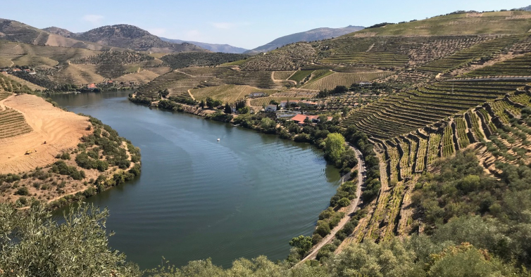 Os melhores vinhos brancos do Douro (e do mundo) vão provar-se em Murça