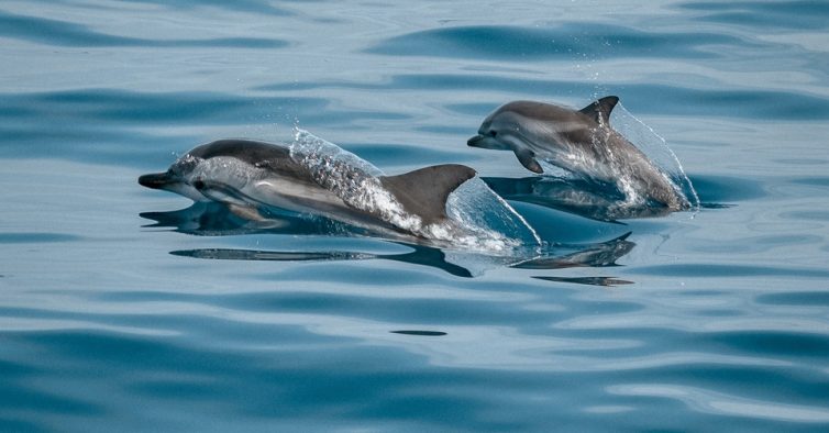 Afinal, porque é que há cada vez mais golfinhos no rio Tejo?