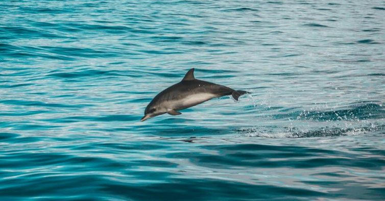 Conheça Tenerife, nas Ilhas Canárias, com tudo incluído por apenas 815€